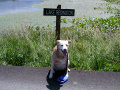 Matt's dog Laurie