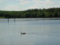 Lake Cash Goose and Hawk