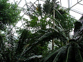 Climatron Conservatory