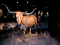 Missouri Longhorns